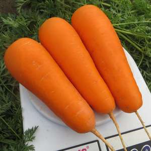 Боливар F1 - морковь средней спелости, 50гр,  Clause (Tezier) Клаус, Франция - Фасовка  фото, цена